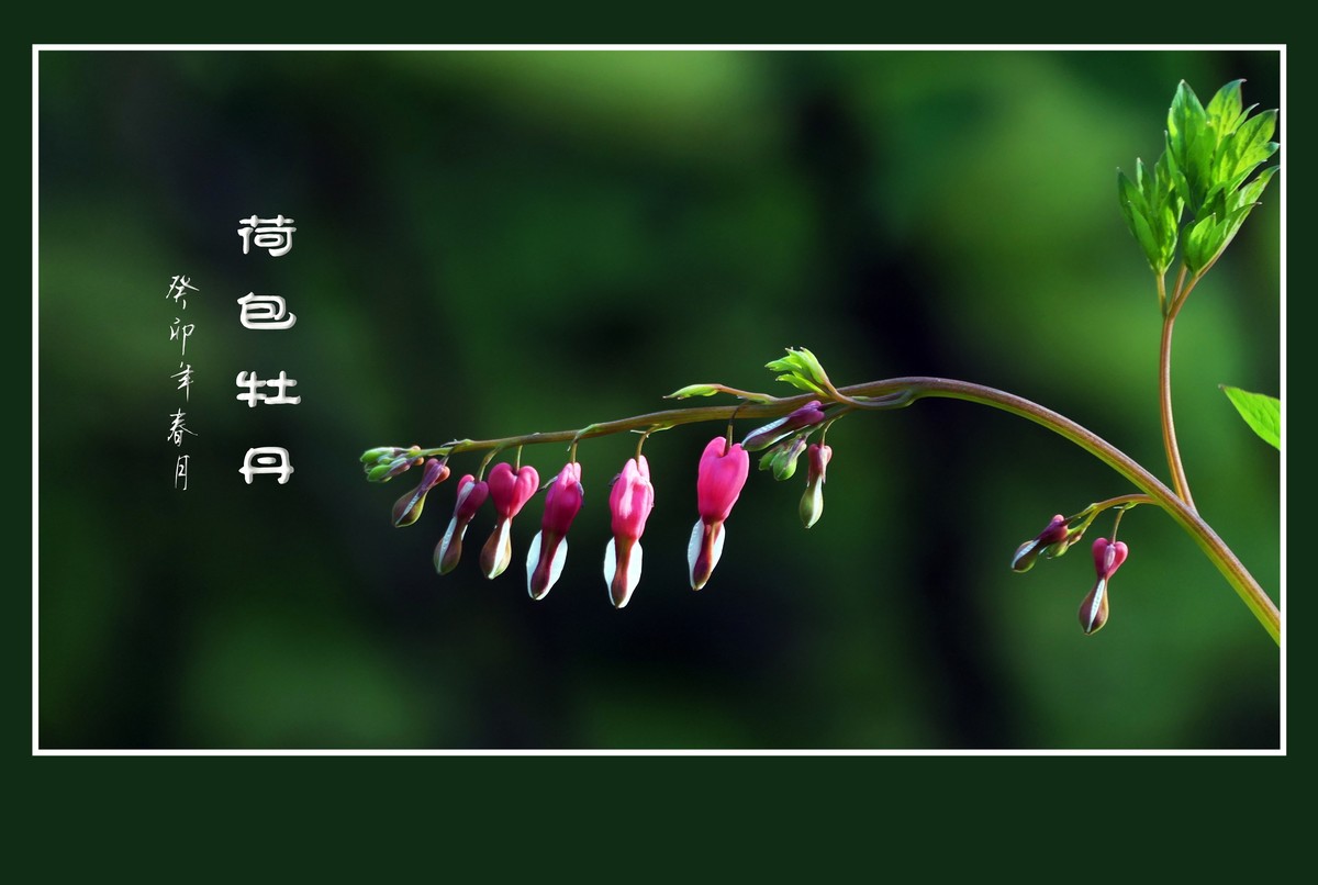 红心荷包一枝担，不是牡丹称牡丹