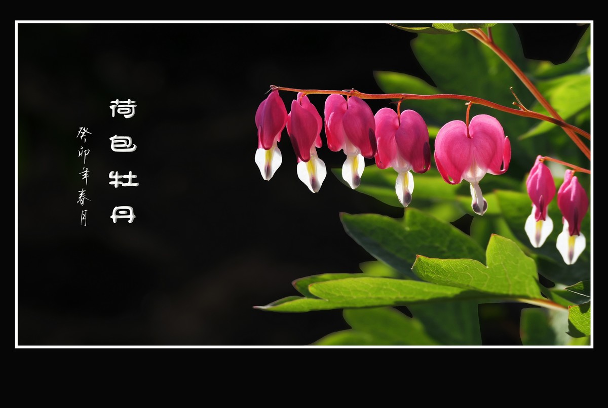 红心荷包一枝担，不是牡丹称牡丹