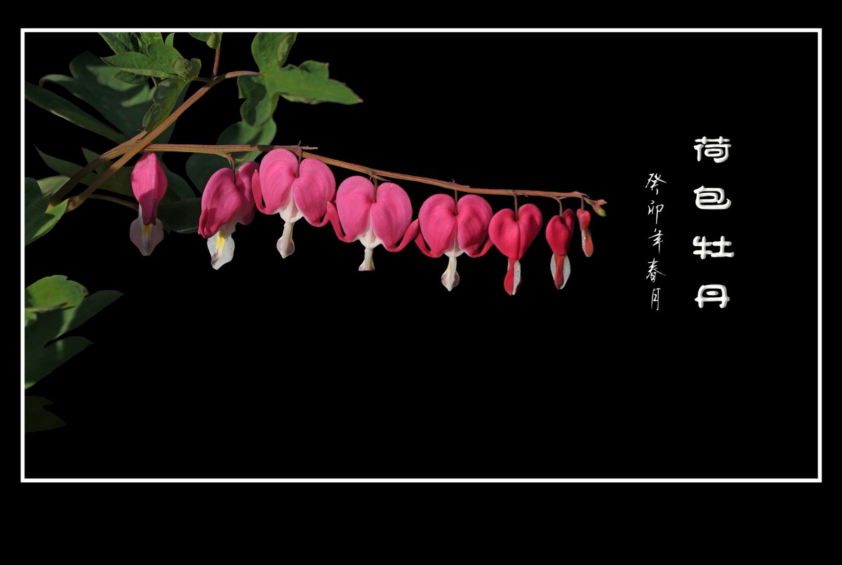 红心荷包一枝担，不是牡丹称牡丹