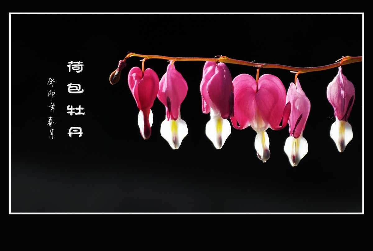 红心荷包一枝担，不是牡丹称牡丹