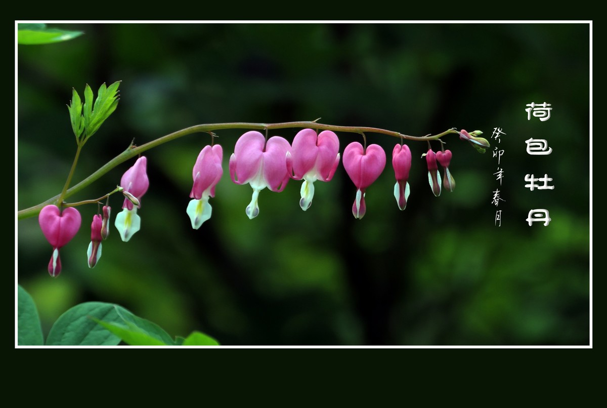 红心荷包一枝担，不是牡丹称牡丹