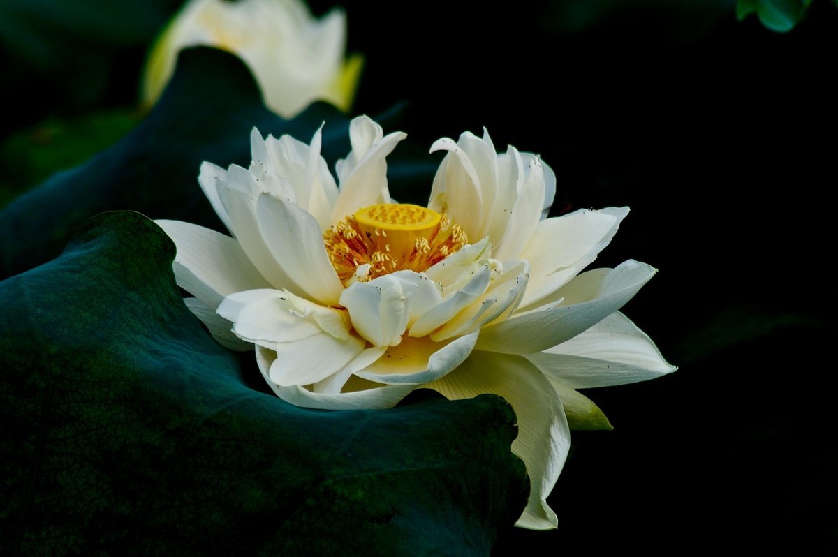 风姿绰约的秋荷