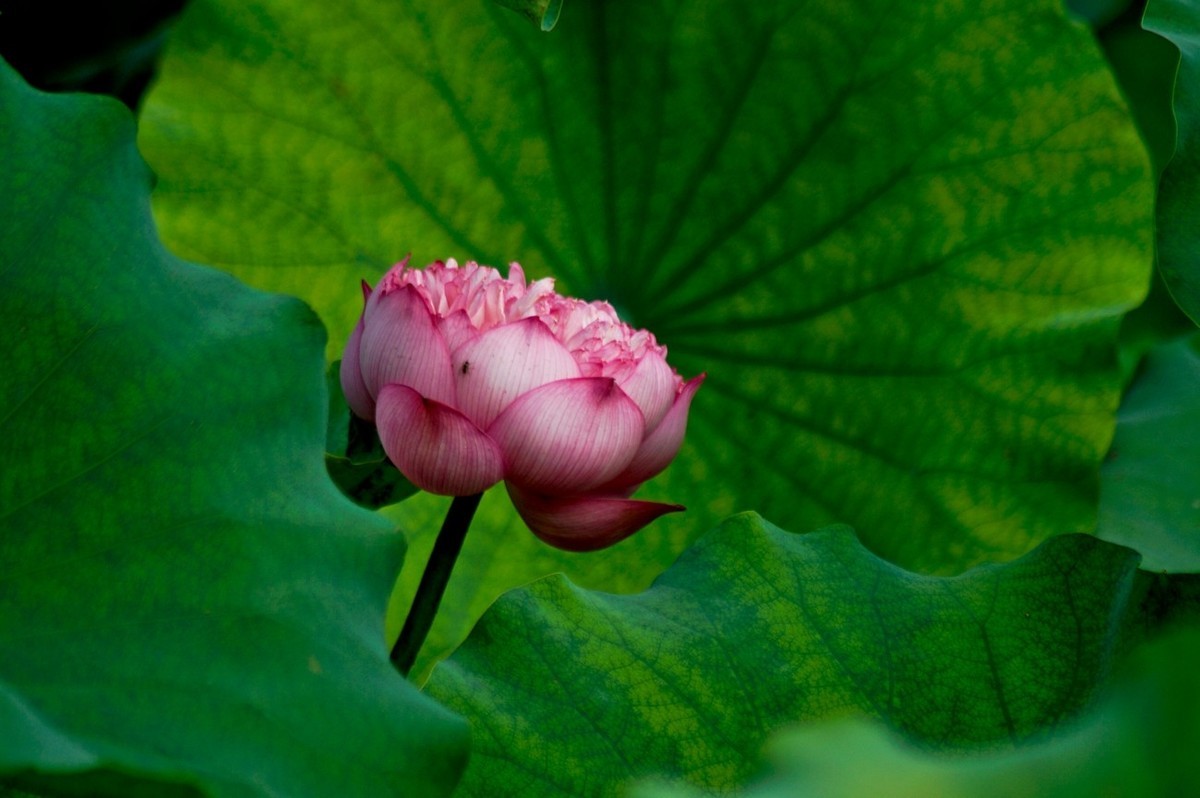 风姿绰约的秋荷