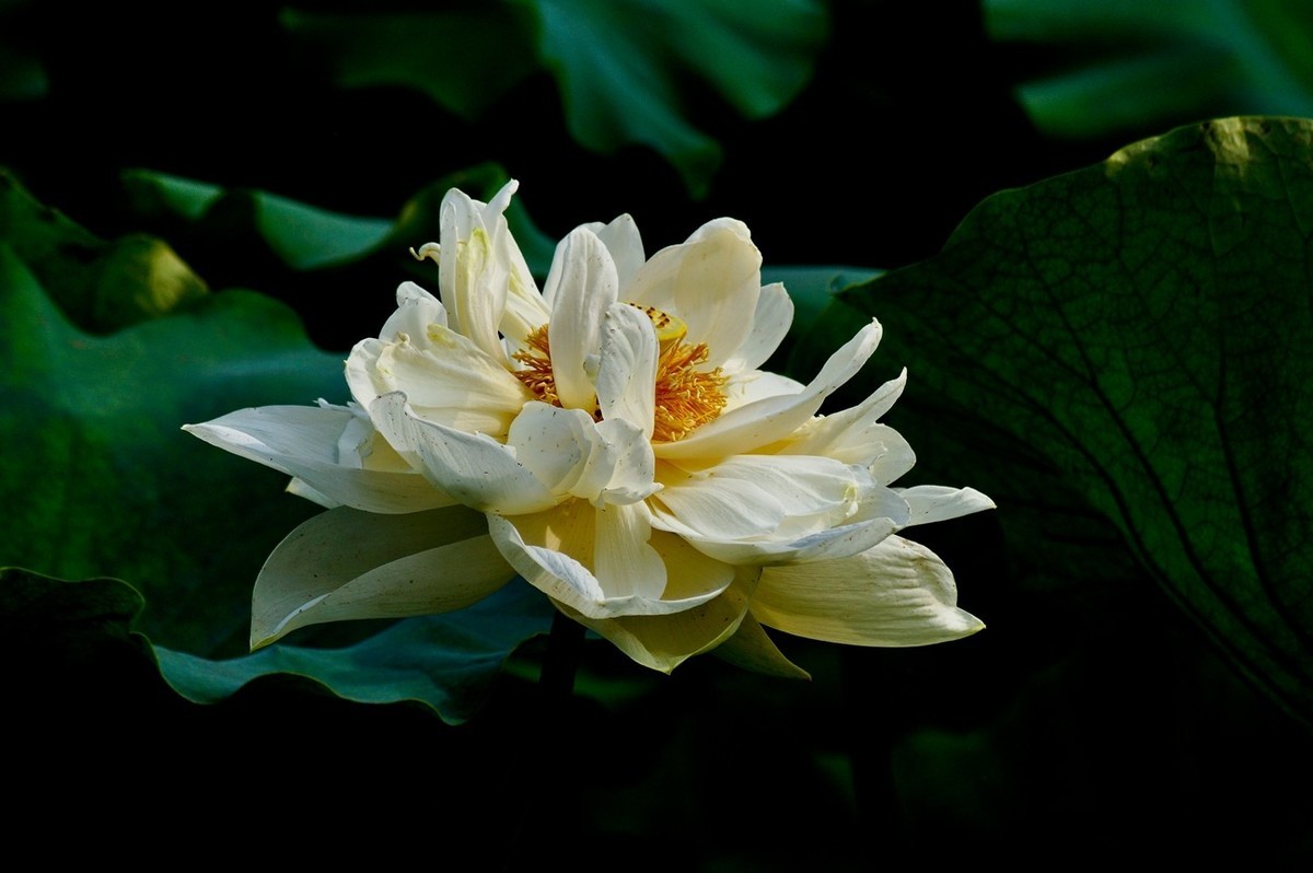 风姿绰约的秋荷