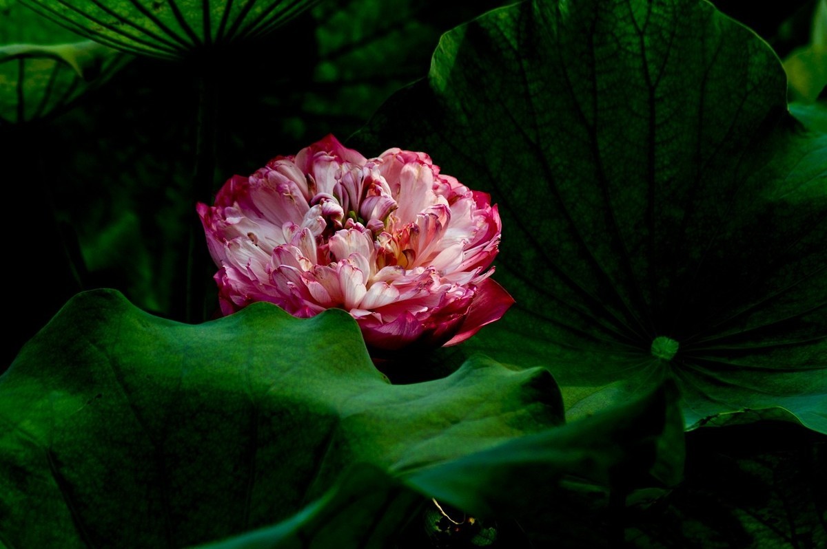 风姿绰约的秋荷