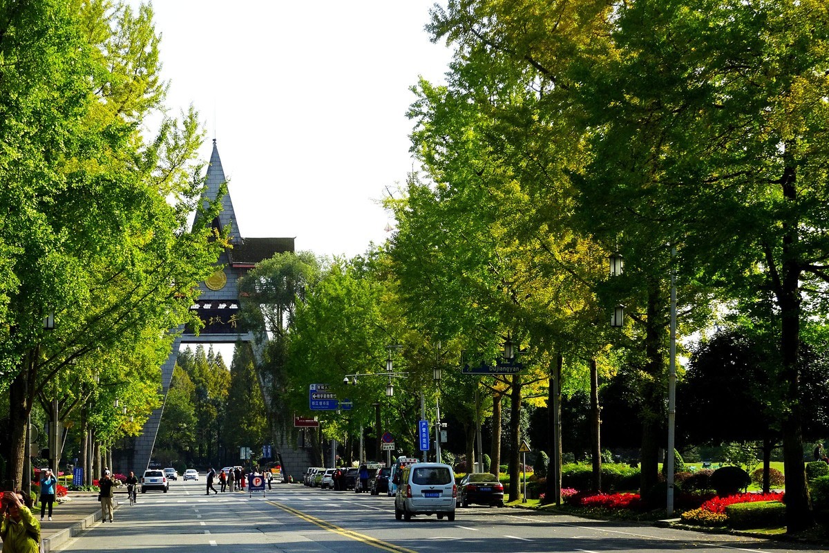 【今日立冬】青城山的银杏大道银杏渐黄