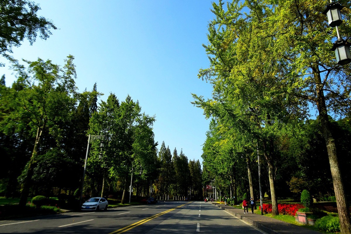 【今日立冬】青城山的银杏大道银杏渐黄