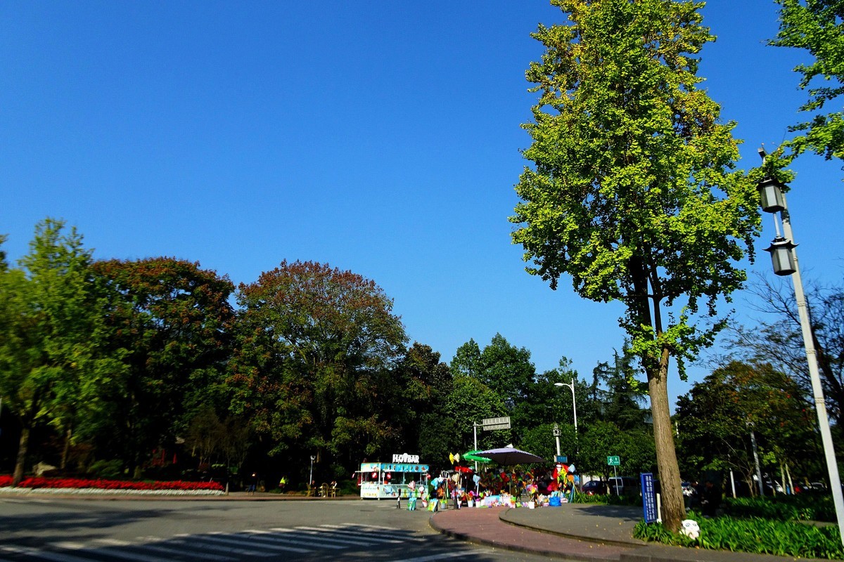 【今日立冬】青城山的银杏大道银杏渐黄