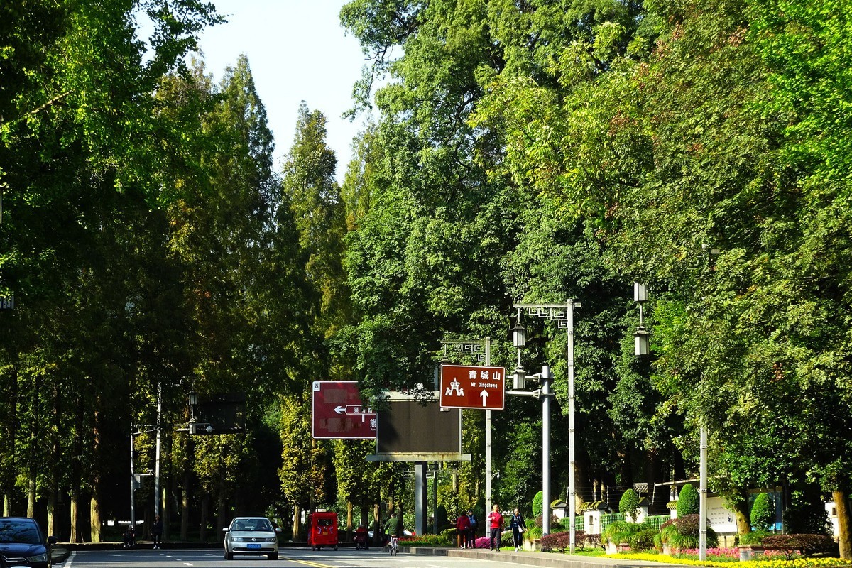 【今日立冬】青城山的银杏大道银杏渐黄