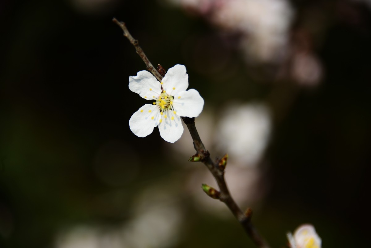 桃花朵朵开……