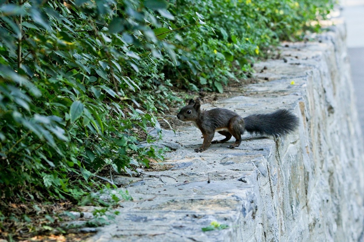 松鼠——秋天的小精灵