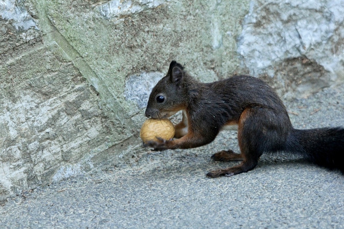 松鼠——秋天的小精灵
