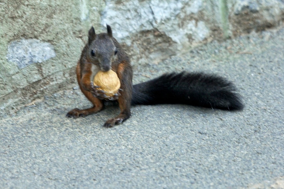 松鼠——秋天的小精灵