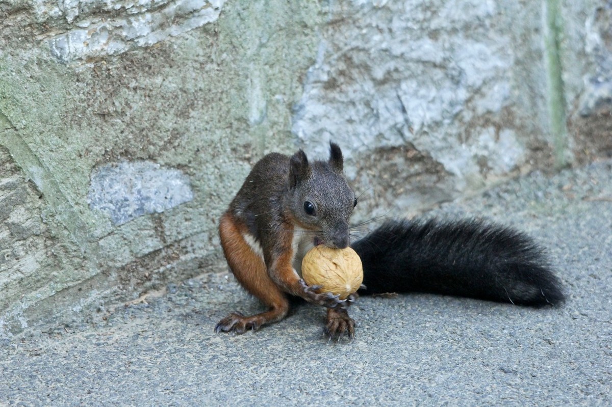 松鼠——秋天的小精灵