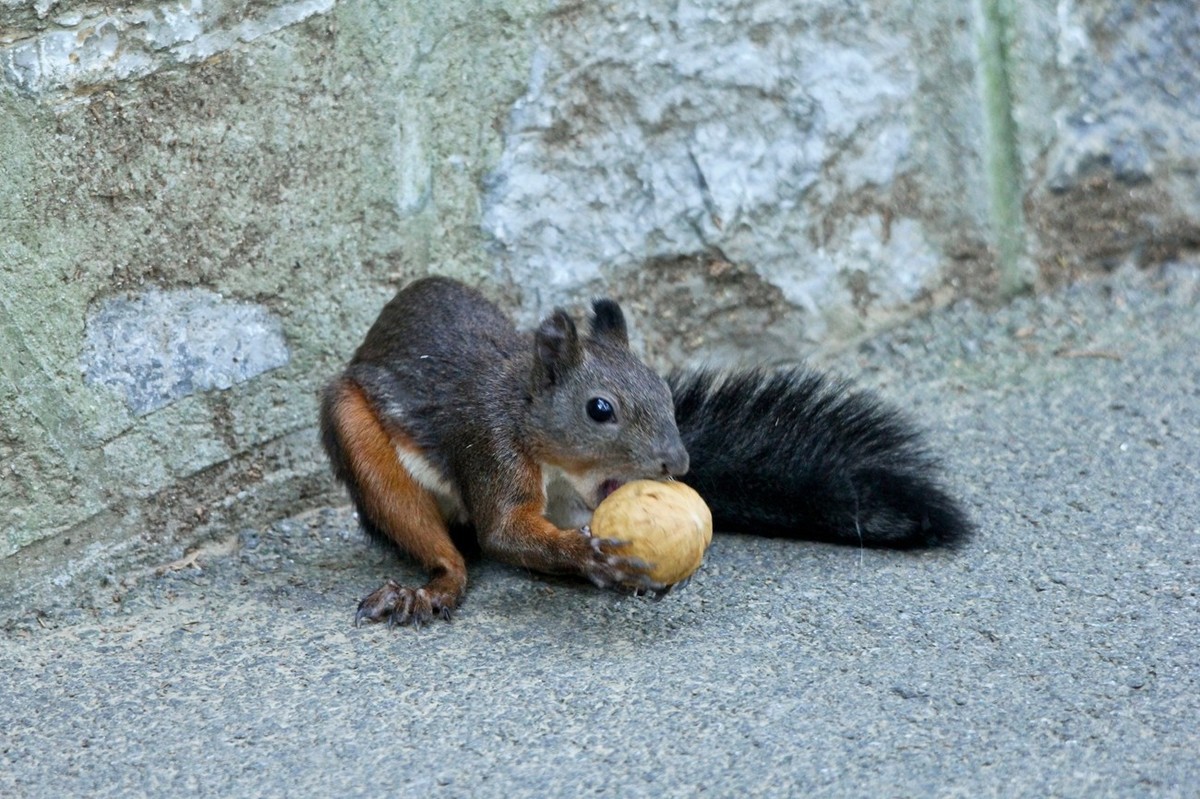 松鼠——秋天的小精灵