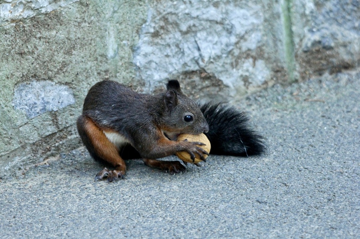松鼠——秋天的小精灵