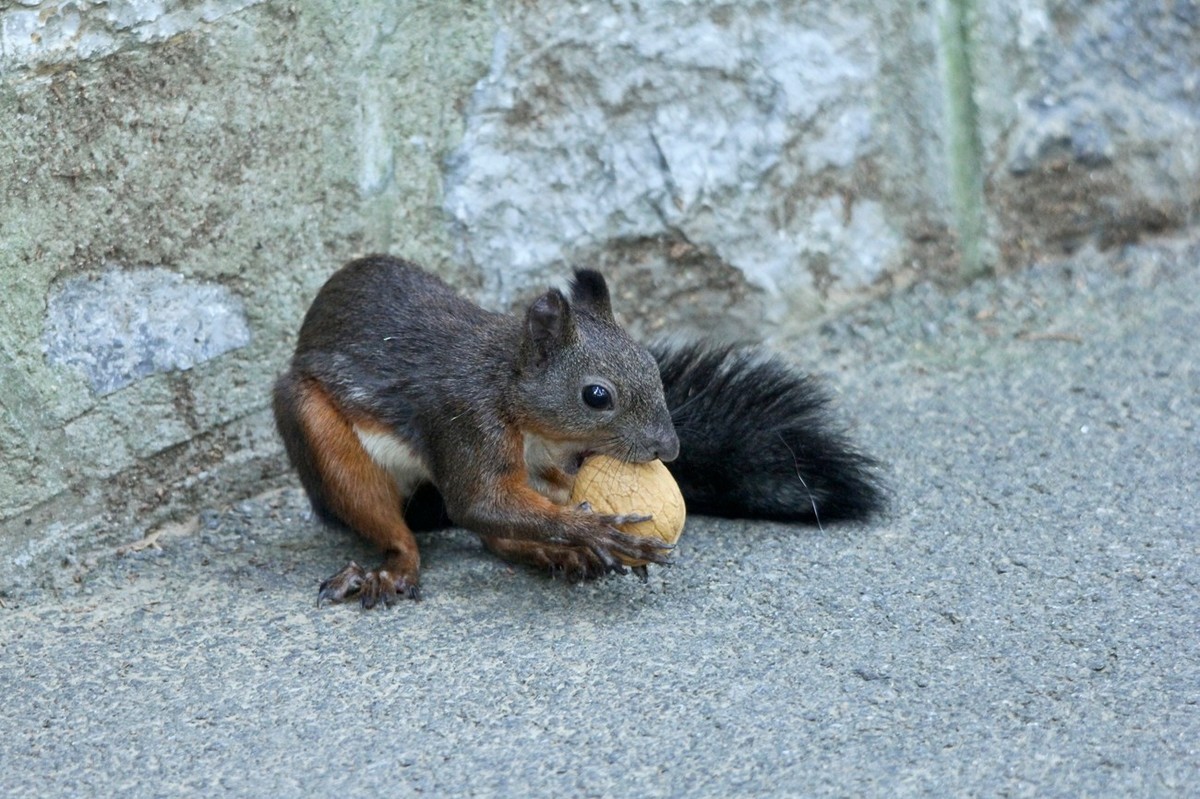 松鼠——秋天的小精灵