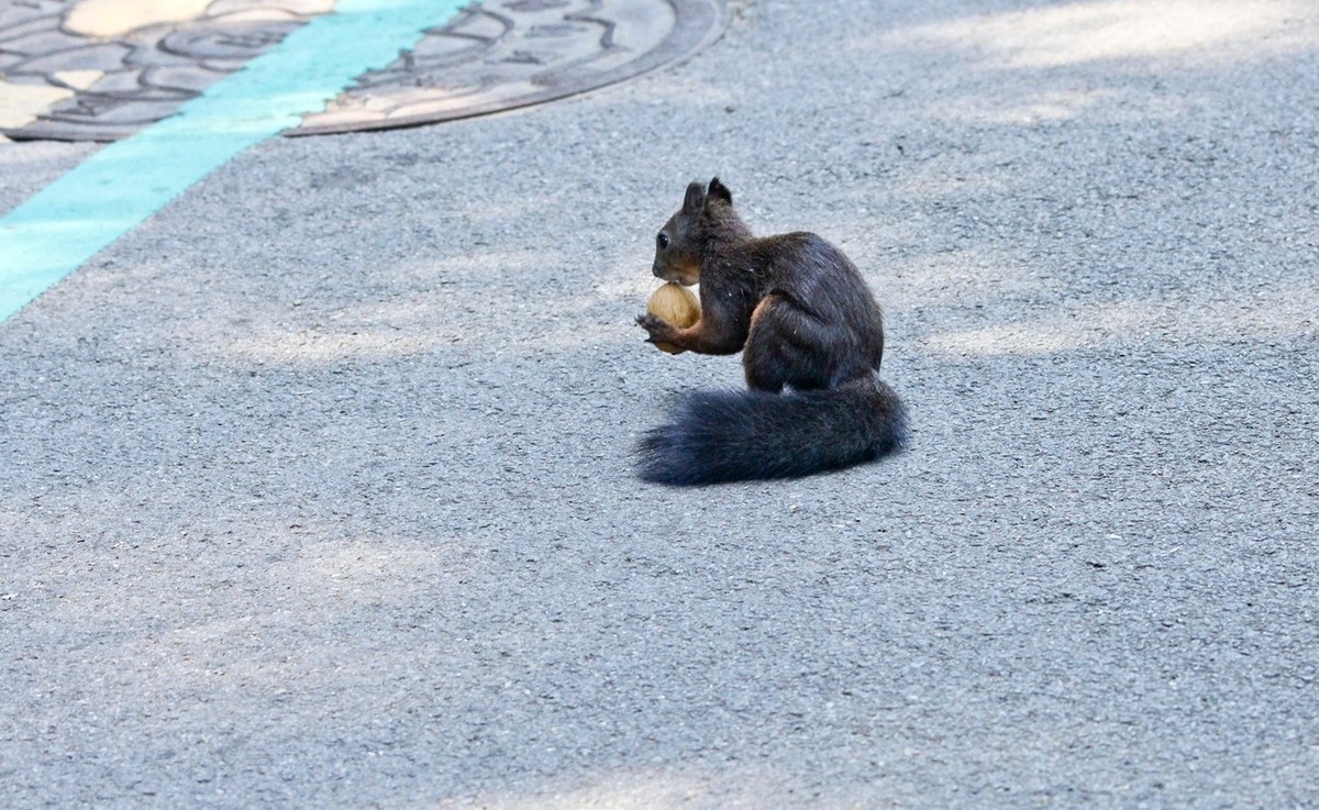 松鼠——秋天的小精灵