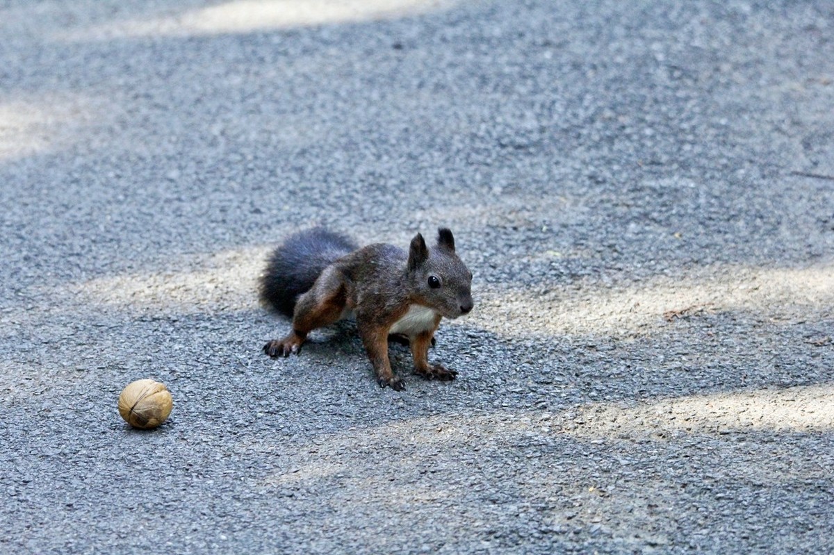 松鼠——秋天的小精灵
