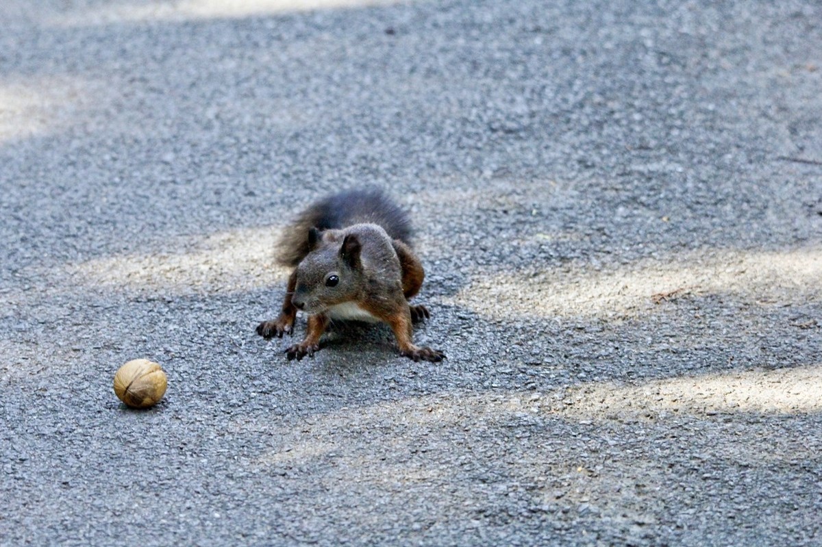 松鼠——秋天的小精灵