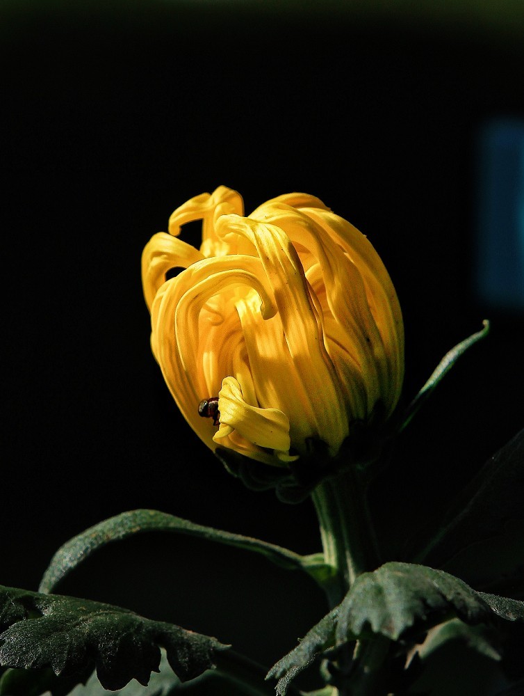 报到帖，一贴随拍抓拍《风景，花草鸟还有妹子》问大家好！