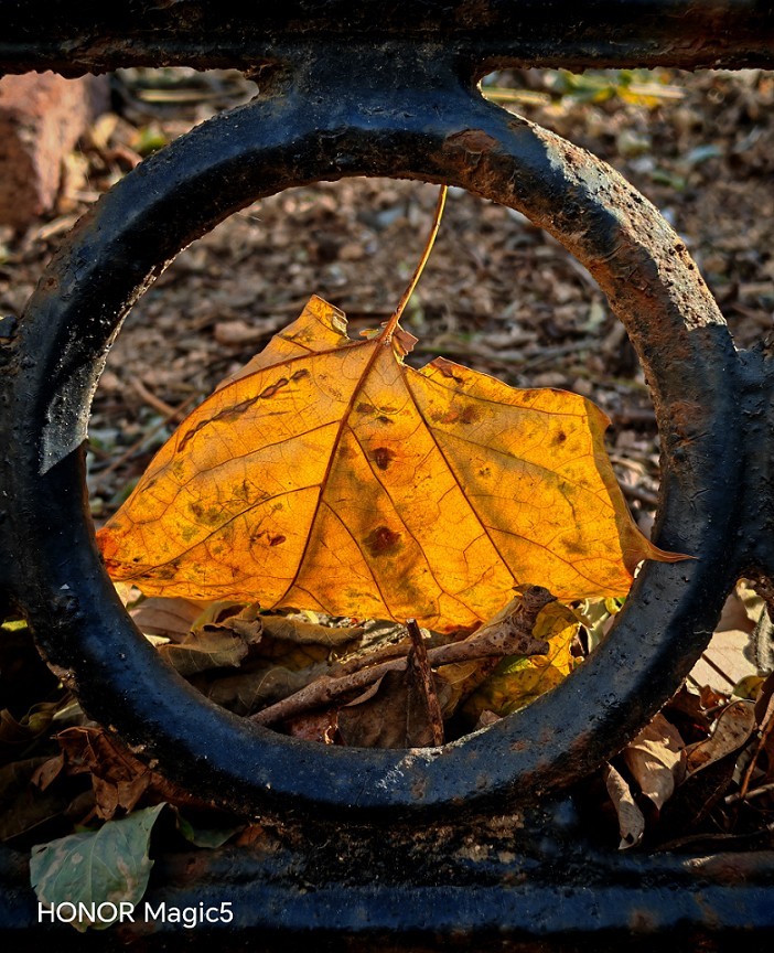 报到帖，一贴随拍抓拍《风景，花草鸟还有妹子》问大家好！