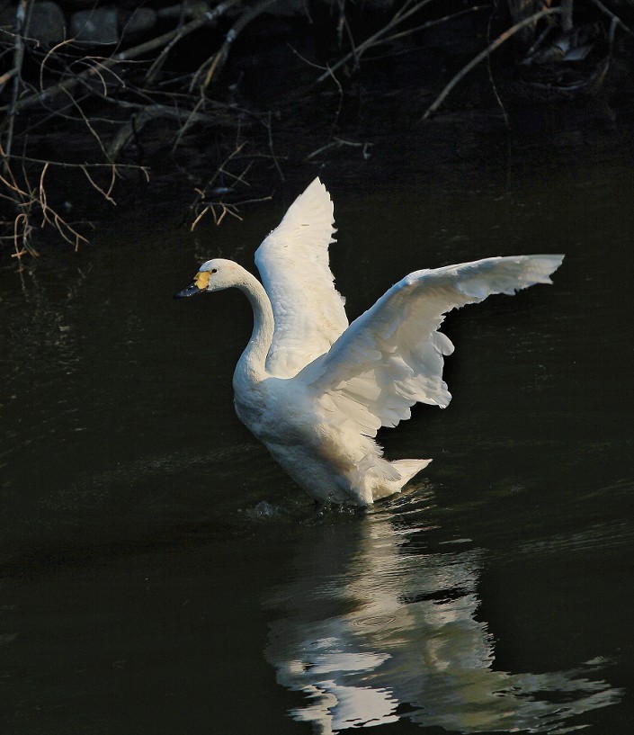 报到帖，一贴随拍抓拍《风景，花草鸟还有妹子》问大家好！