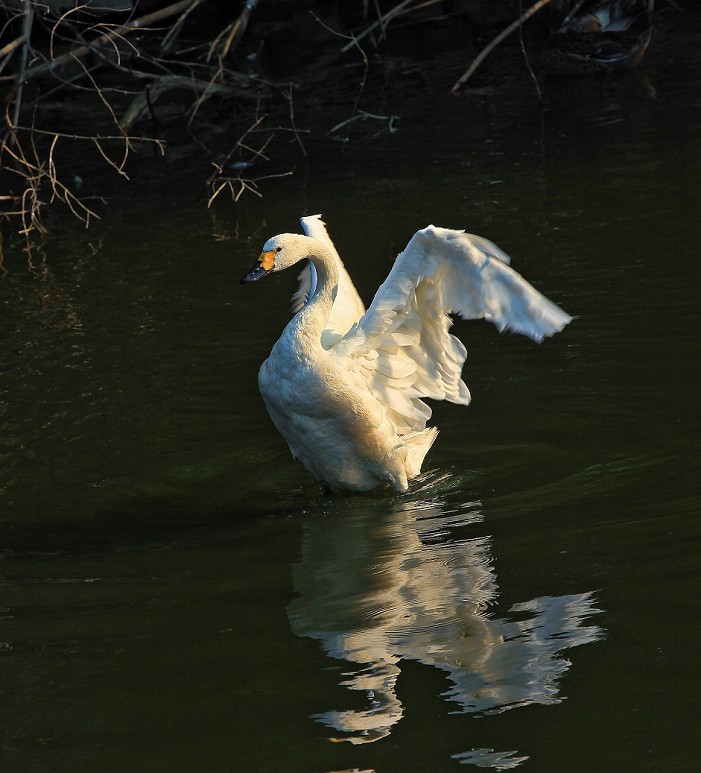 报到帖，一贴随拍抓拍《风景，花草鸟还有妹子》问大家好！