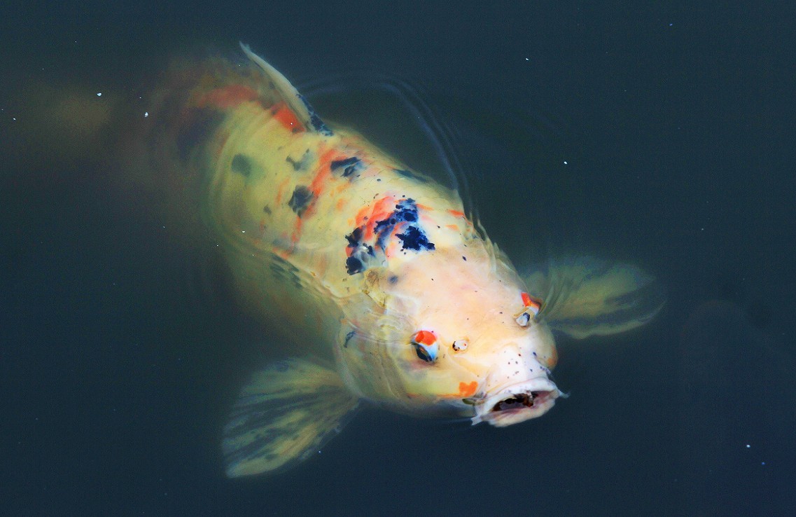 报到帖，一贴随拍抓拍《风景，花草鸟还有妹子》问大家好！