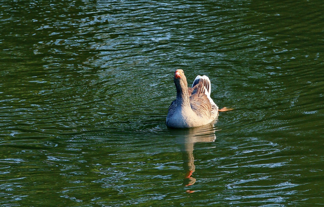报到帖，一贴随拍抓拍《风景，花草鸟还有妹子》问大家好！