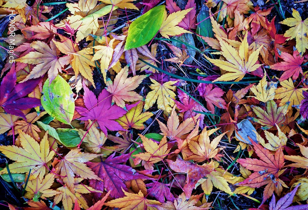 报到帖，一贴随拍抓拍《风景，花草鸟还有妹子》问大家好！