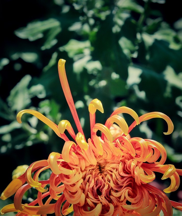 报到帖，一贴随拍抓拍《风景，花草鸟还有妹子》问大家好！