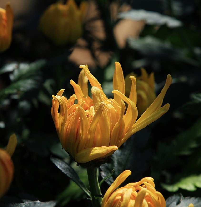 报到帖，一贴随拍抓拍《风景，花草鸟还有妹子》问大家好！