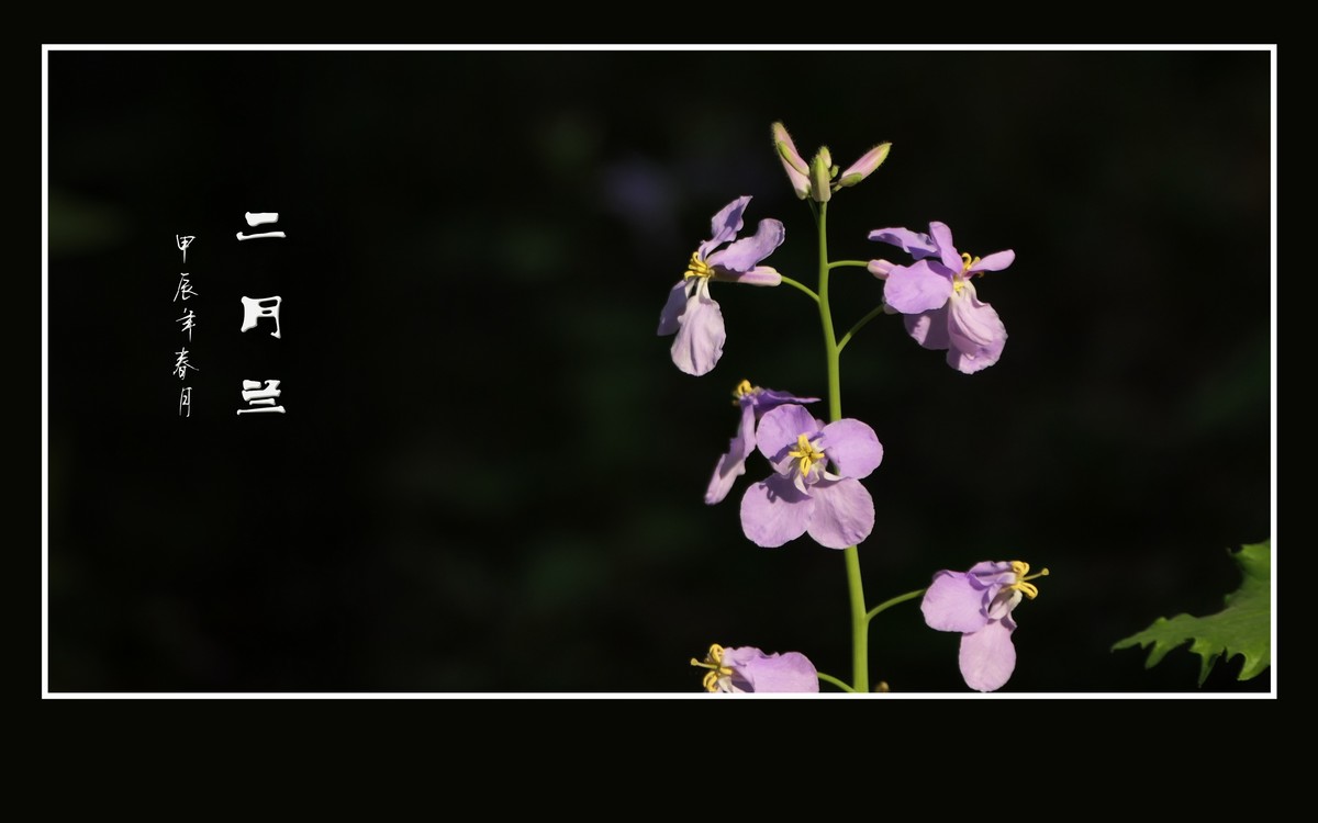 漂亮的二月兰花