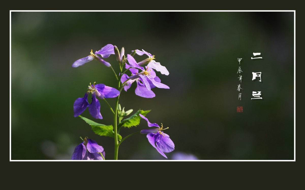 漂亮的二月兰花