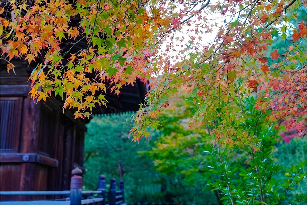 2025年第0153贴-京都岚山风光旅拍（0306）