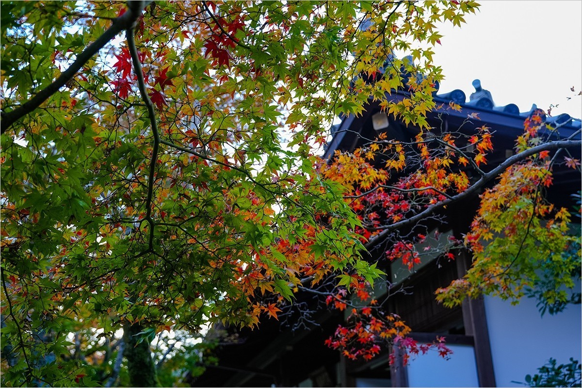 2025年第0153贴-京都岚山风光旅拍（0306）