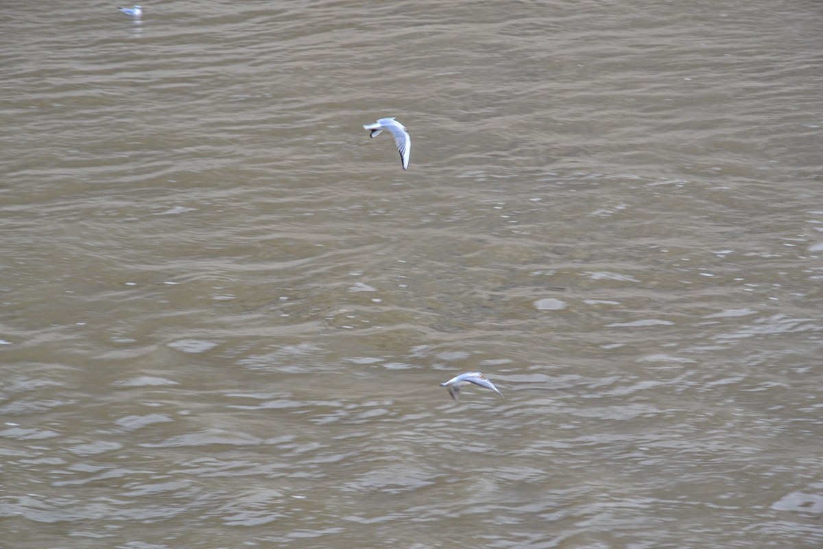 携“塞纳（灰）河”拜望红河师友，祝春日安好！！！