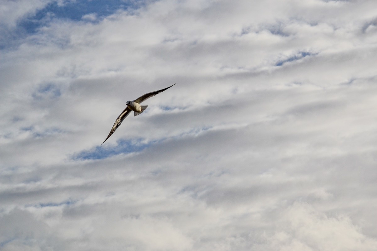 携“塞纳（灰）河”拜望红河师友，祝春日安好！！！