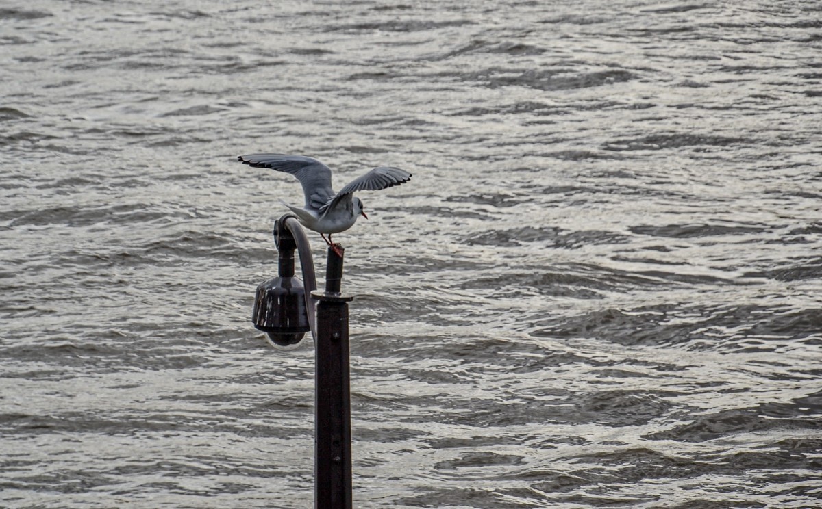 携“塞纳（灰）河”拜望红河师友，祝春日安好！！！