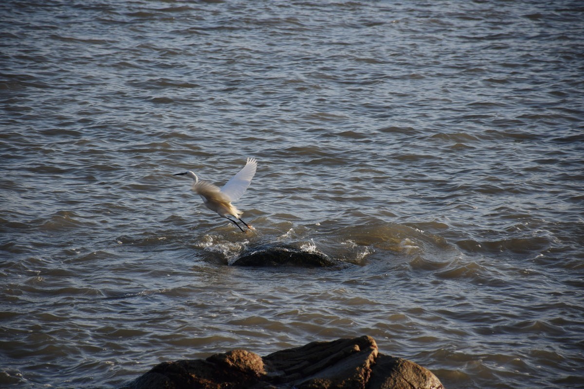 2025春节 广东行（26）妈屿岛风景区