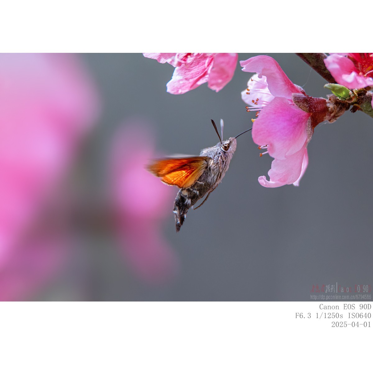 蜂鸟鹰蛾&桃花