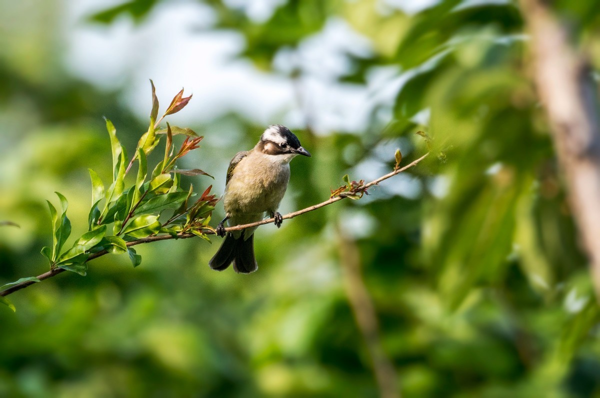 白头鹎（二十九）