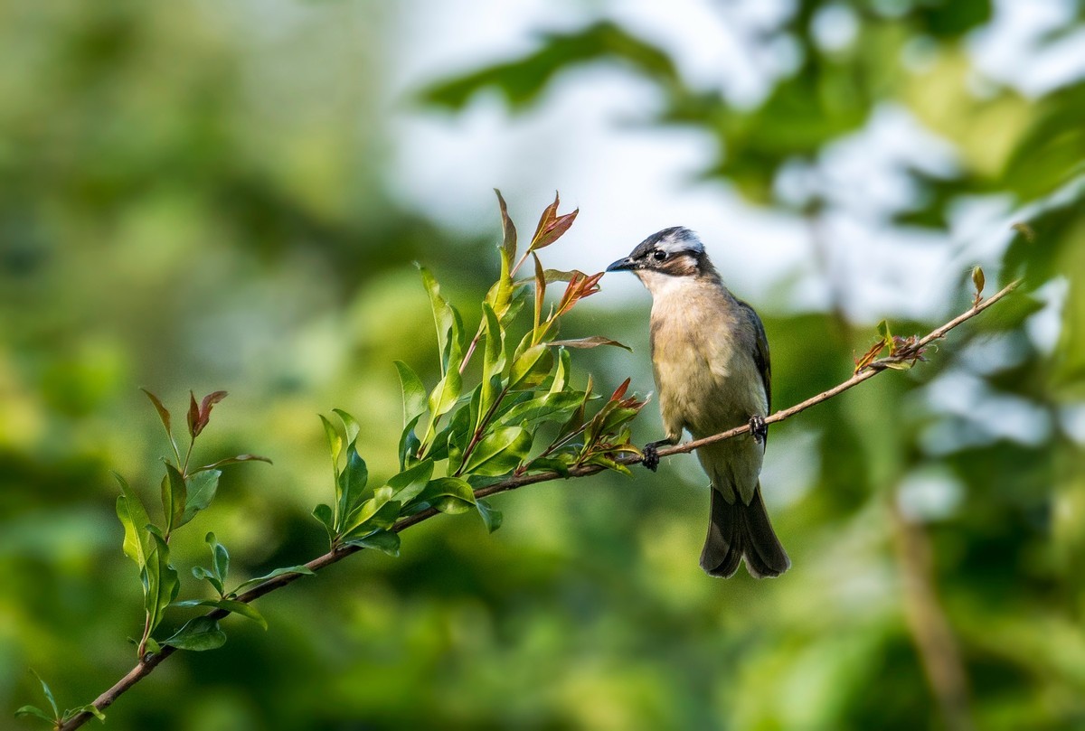 白头鹎（二十九）