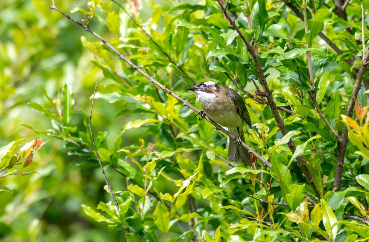 白头鹎（二十九）