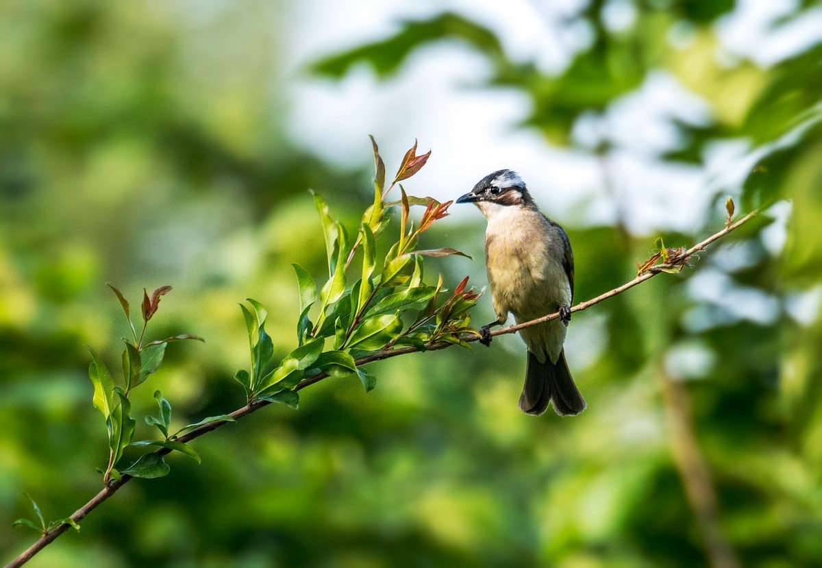 白头鹎（二十九）