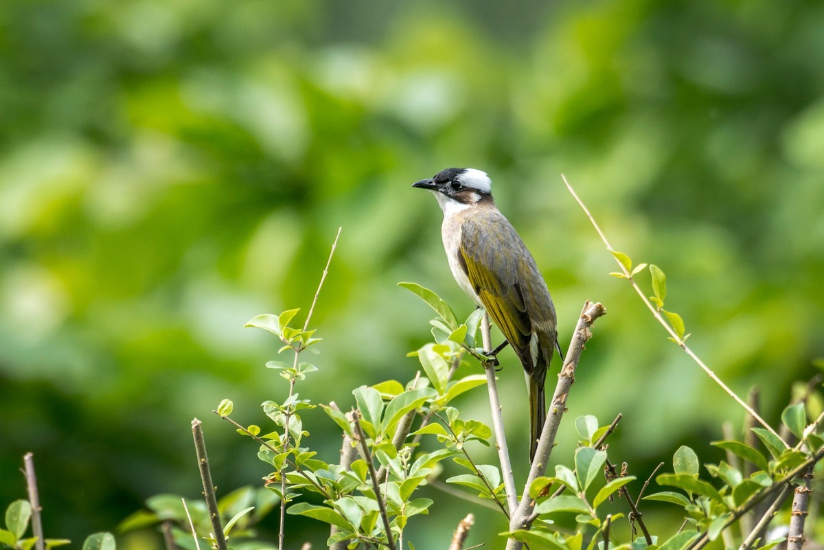 白头鹎（二十九）