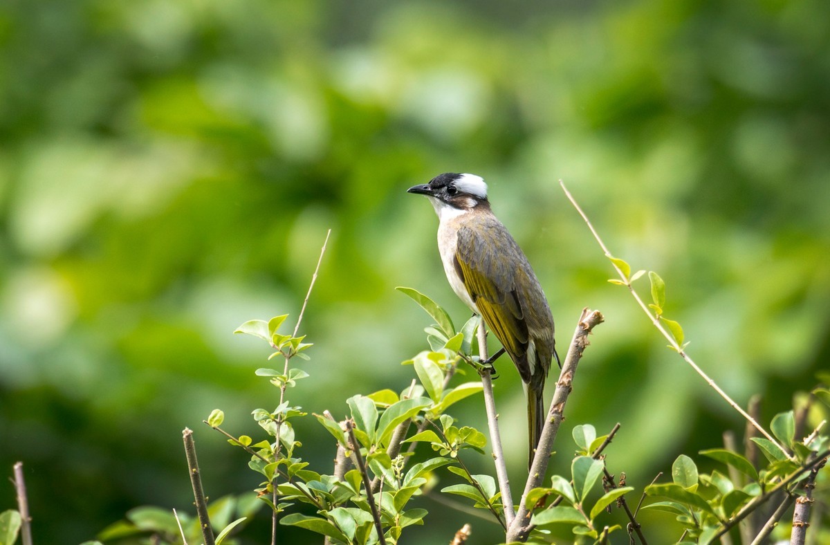 白头鹎（二十九）
