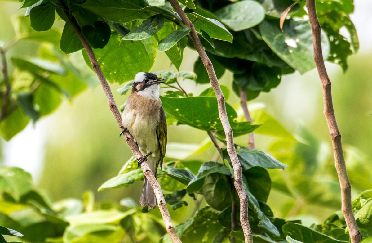 白头鹎（二十九）