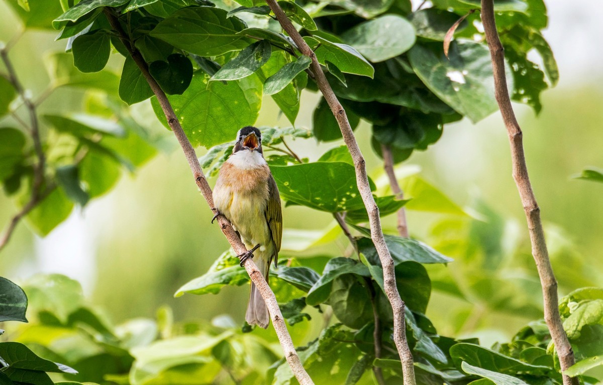 白头鹎（二十九）